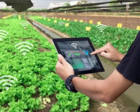 A farmer using a tablet to monitor irrigation and crop conditions in a field, demonstrating the use of Power Automate services to automate irrigation systems and enhance crop management for better resource optimization and sustainability in agriculture.